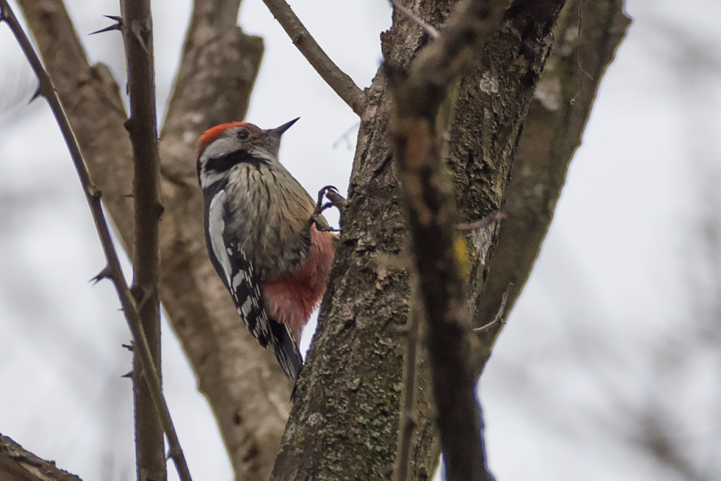 Middle Spotted Woodpecker